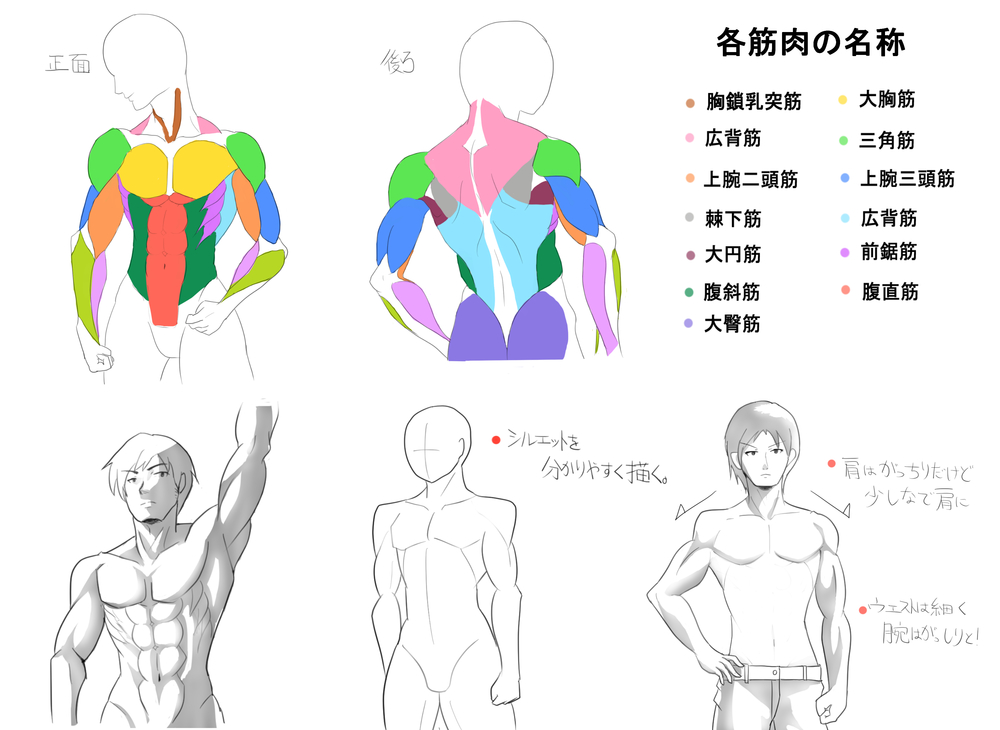 男性の上半身の筋肉のイラレポ