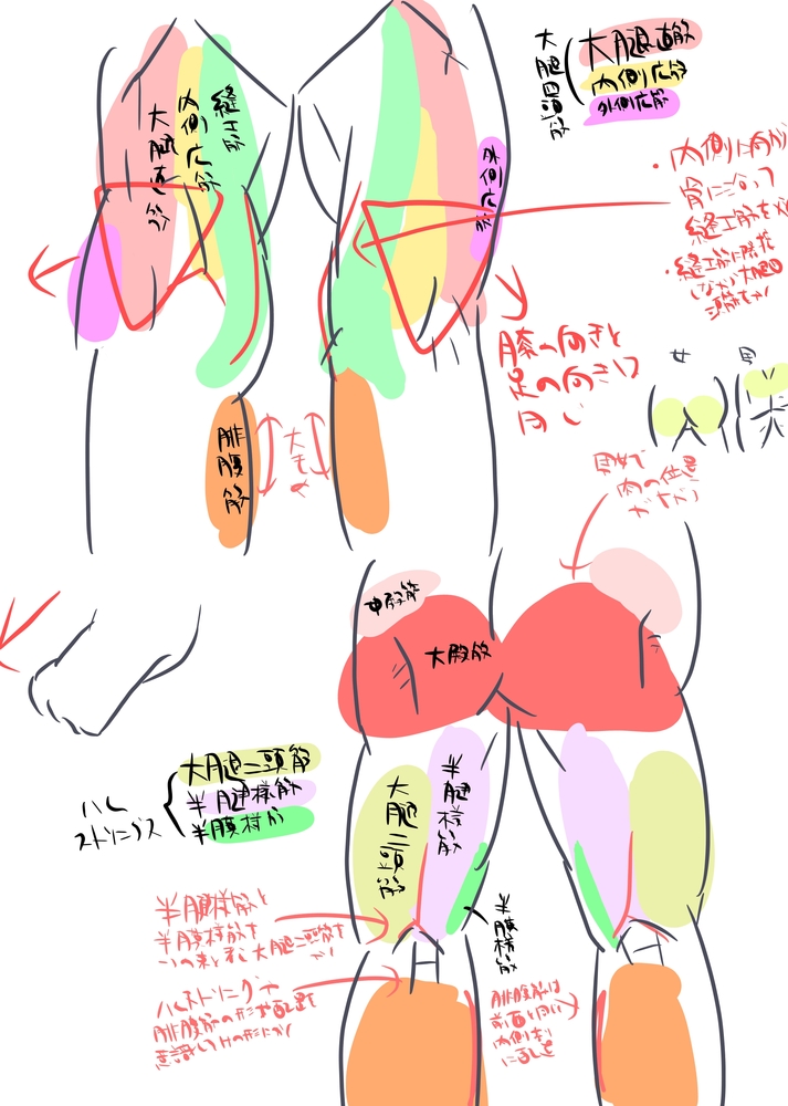 下半身筋肉のイラレポ