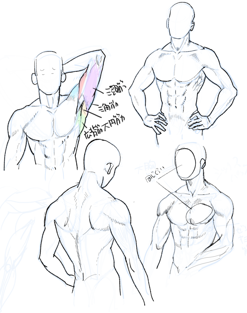 筋肉の描き方