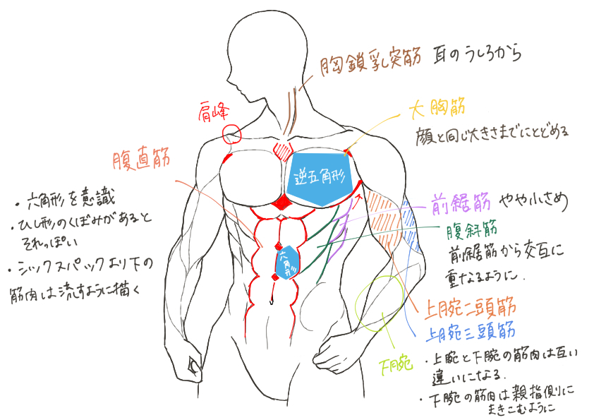 上半身の筋肉の描き方②