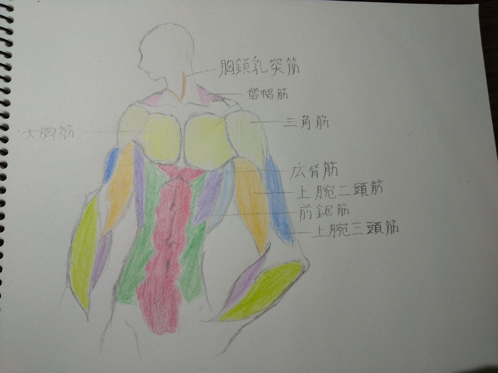 筋肉（構造）
