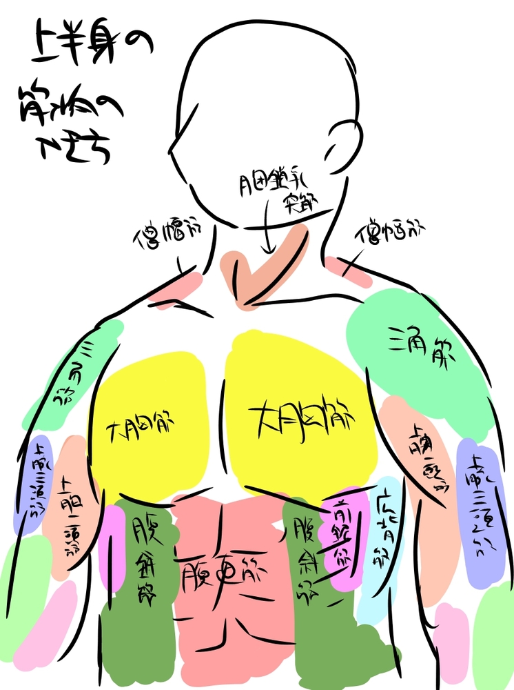 上半身筋肉イラレポ