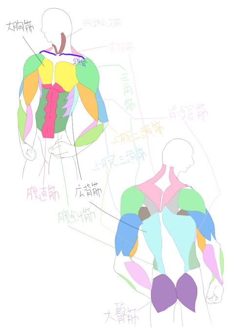 男性の上半身を描いてみた