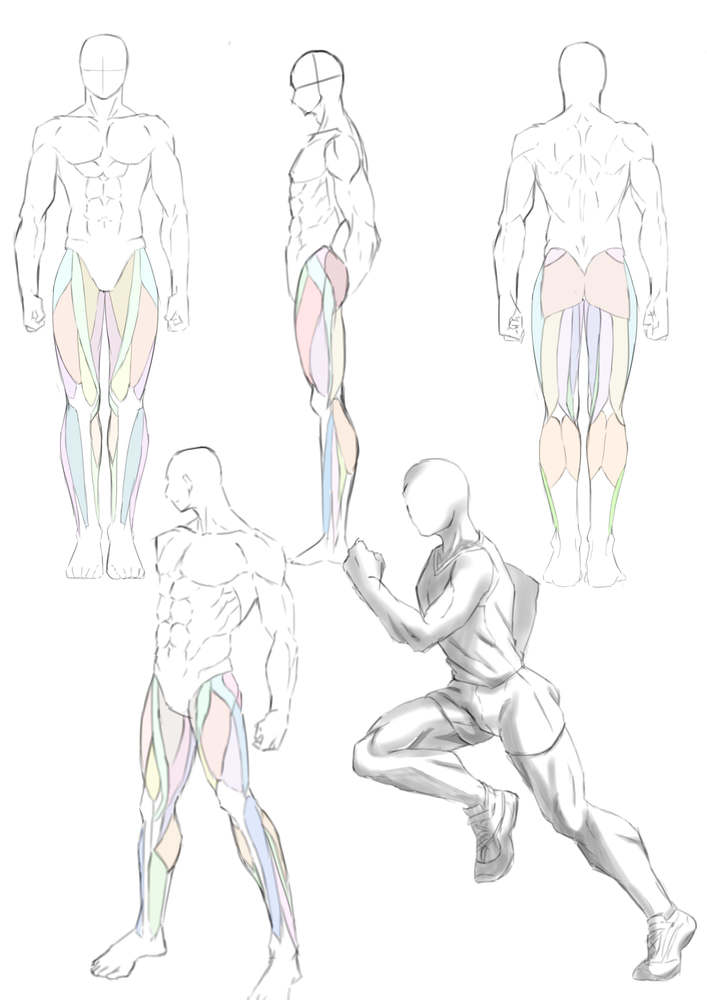 下半身の筋肉の描き方