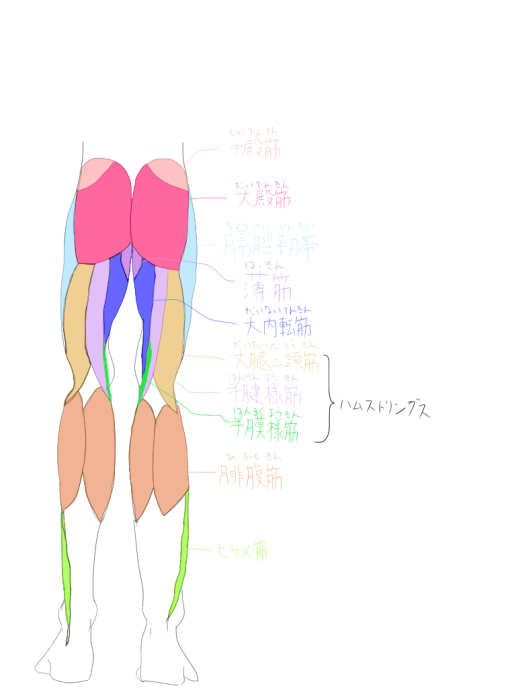 男性の下半身の筋肉2