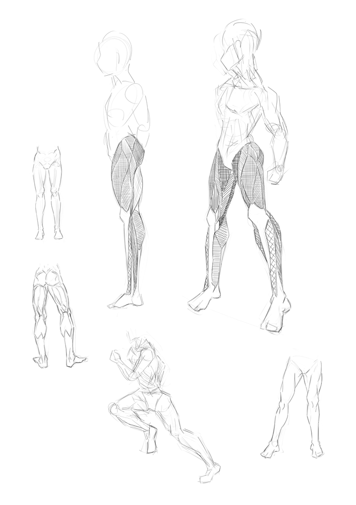 男性の下半身の筋肉の描き方