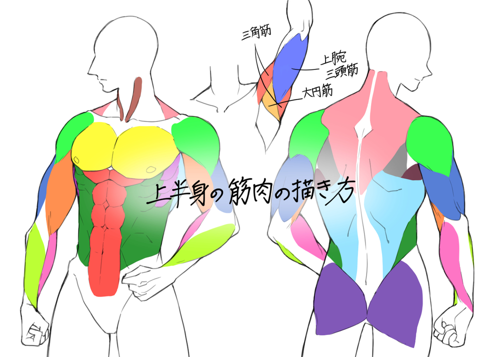 上半身の筋肉の描き方