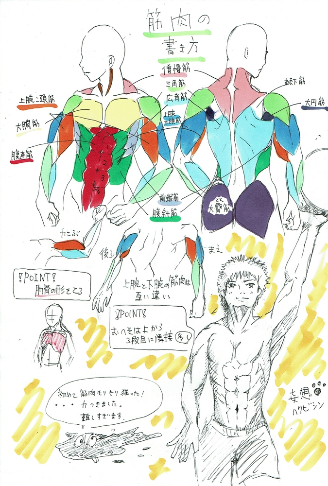 筋肉の書き方