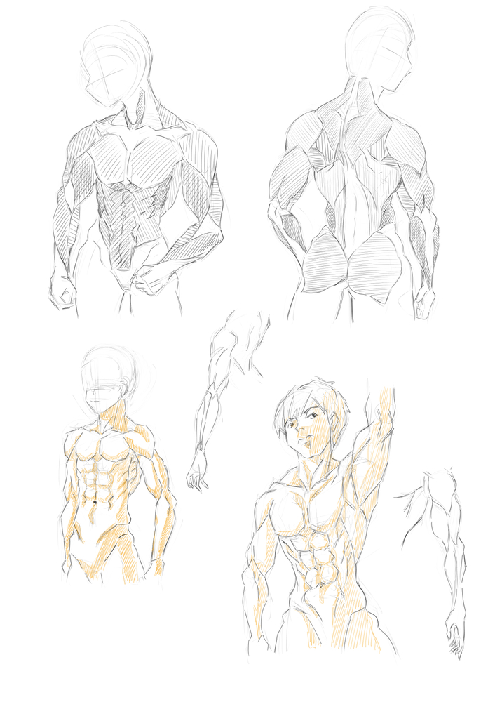 上半身の筋肉の描き方