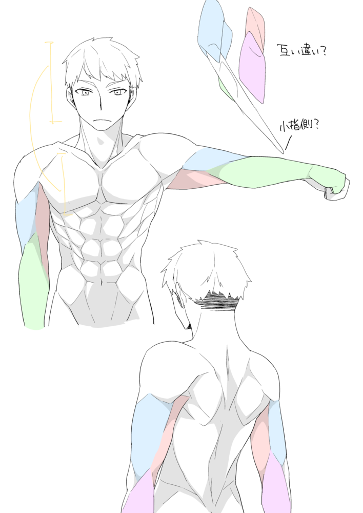 上半身の筋肉の描き方イラレポ