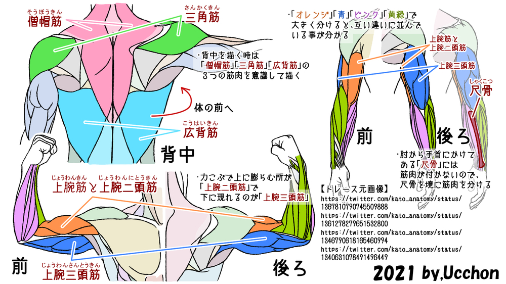背中と腕の筋肉の説明