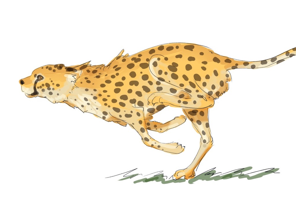 動物の描きわけ