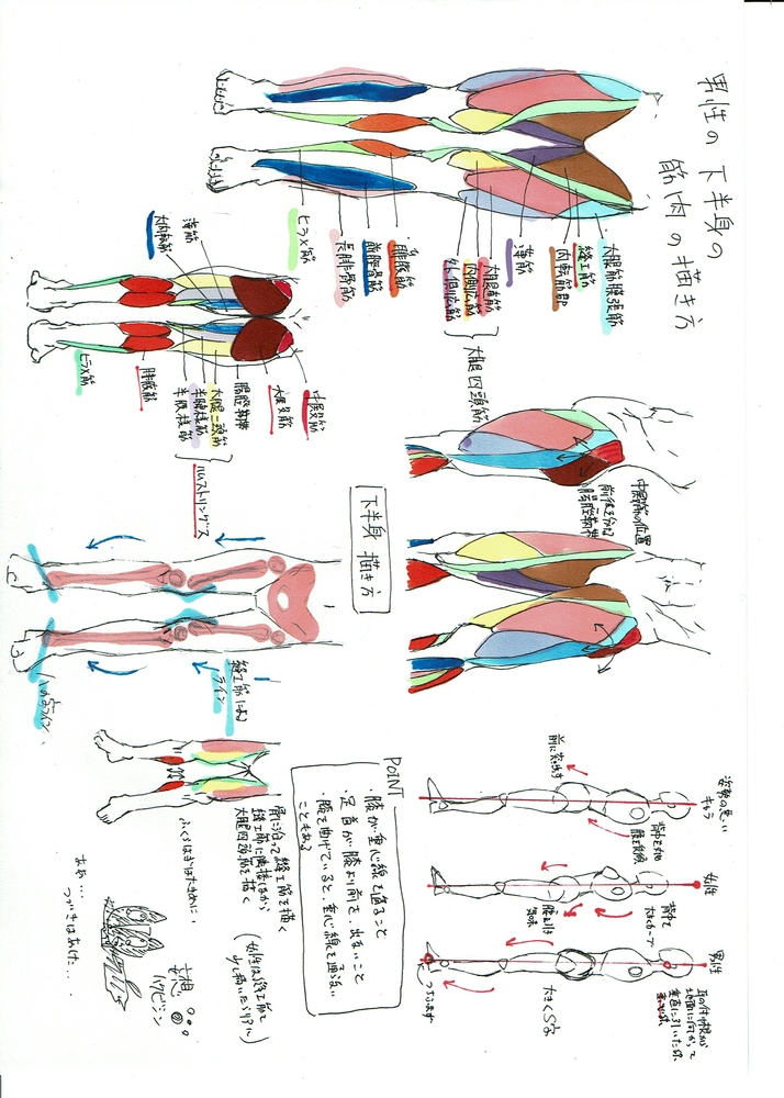 下半身の筋肉の描き方