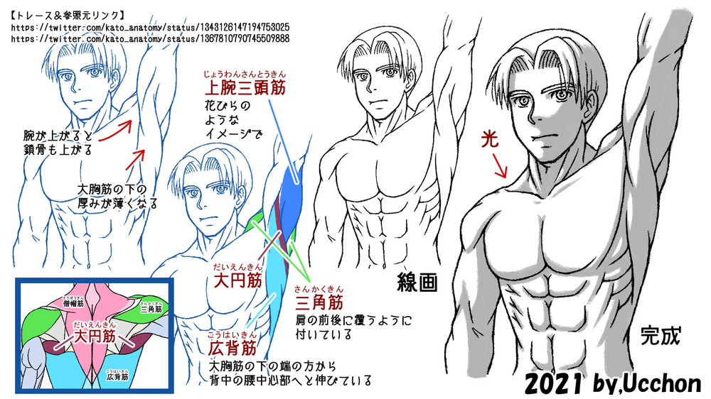 腕を上げた時の筋肉の描き方