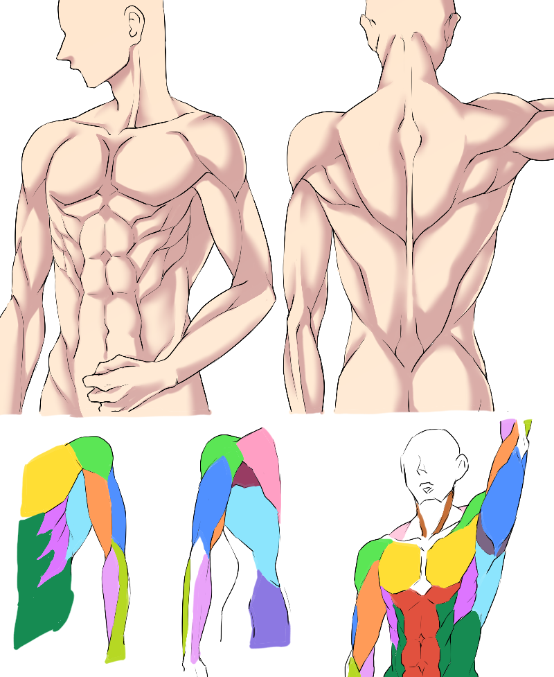 上半身の筋肉