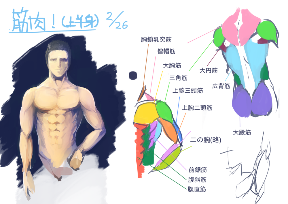 筋肉(上)