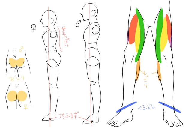 男性の下半身の描き方講座
