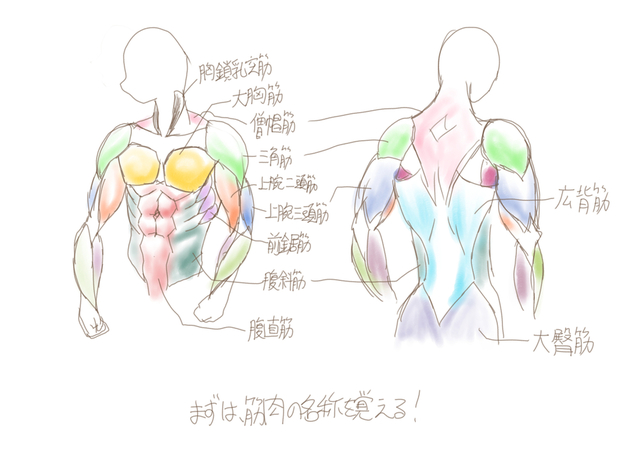 上半身筋肉の描き方その1