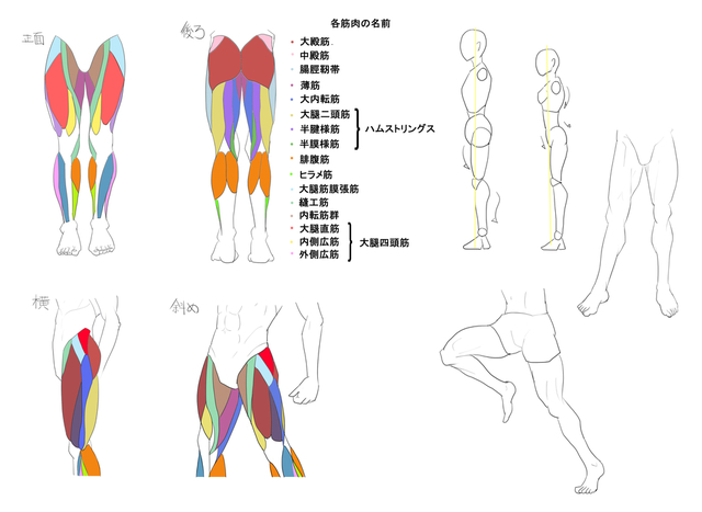 男性の下半身の筋肉のイラレポ