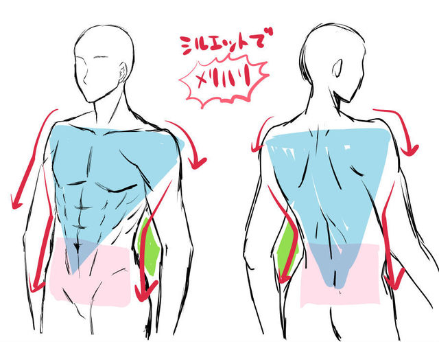上半身の筋肉の描き方