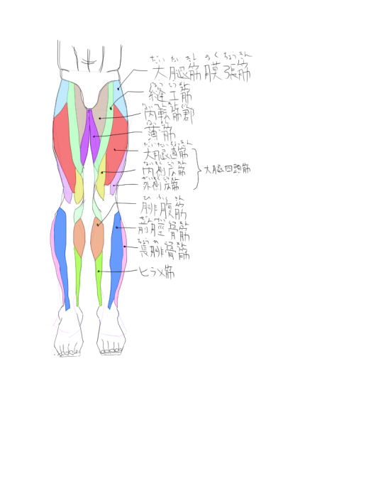 男性の下半身の筋肉1