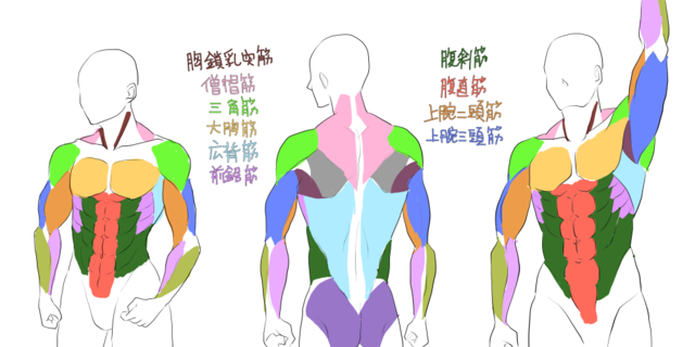 上半身の筋肉の描き方