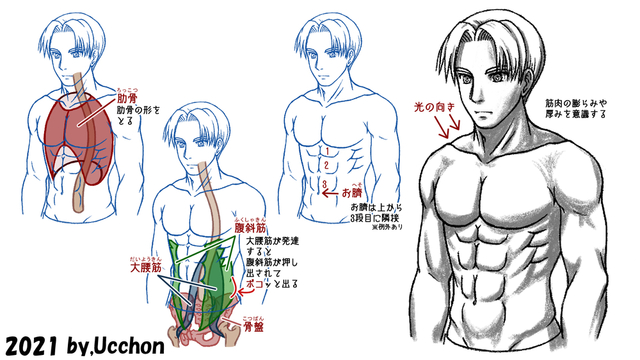 肋骨とお腹の筋肉の纏め