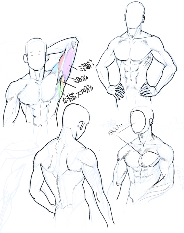 筋肉の描き方