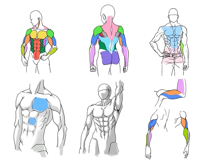 練習10　上半身の筋肉の描き方