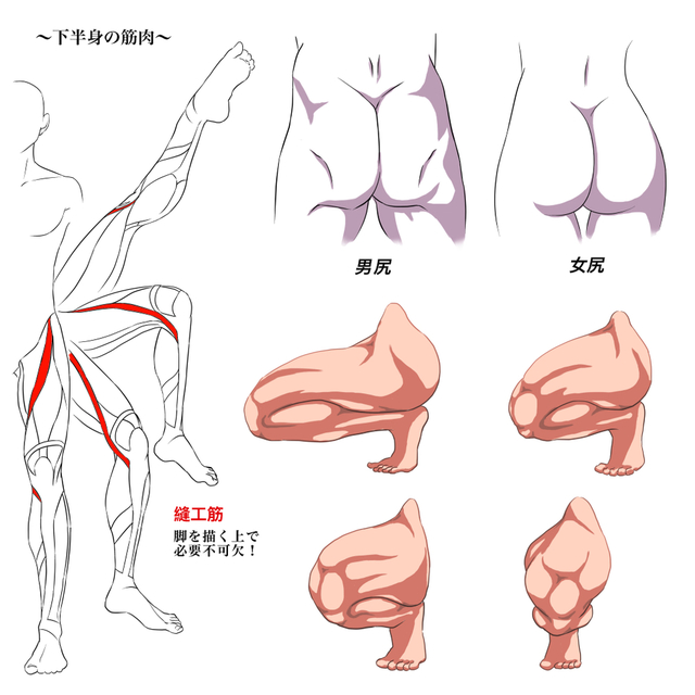 下半身の筋肉