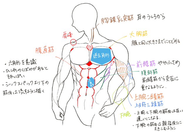 上半身の筋肉の描き方②