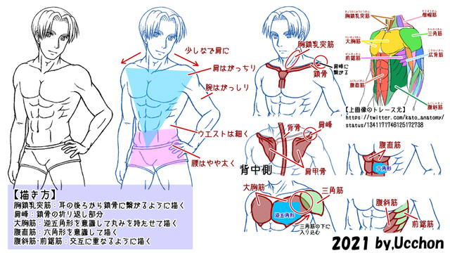 骨や筋肉を意識して上半身を描く