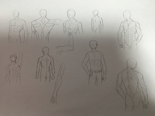 上半身の筋肉の描き方