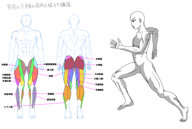 男性の下半身の筋肉の描き方講座