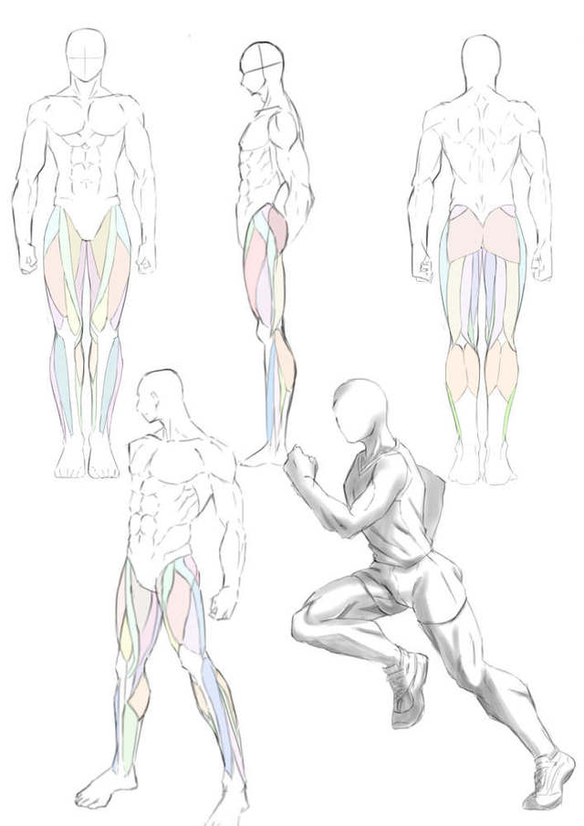 下半身の筋肉の描き方