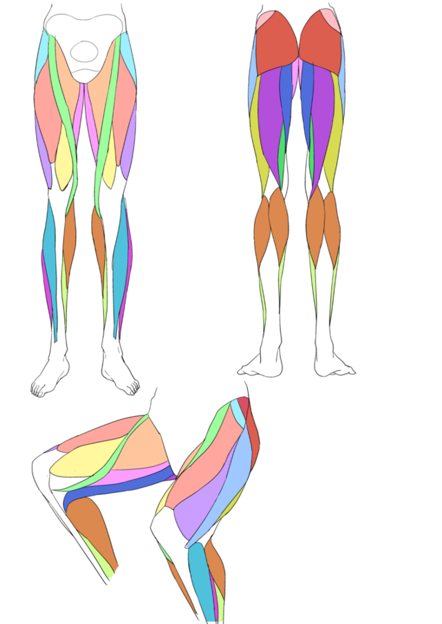 下半身の筋肉の描き方イラレポ