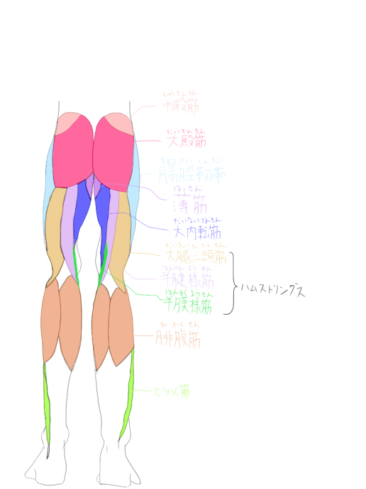男性の下半身の筋肉2