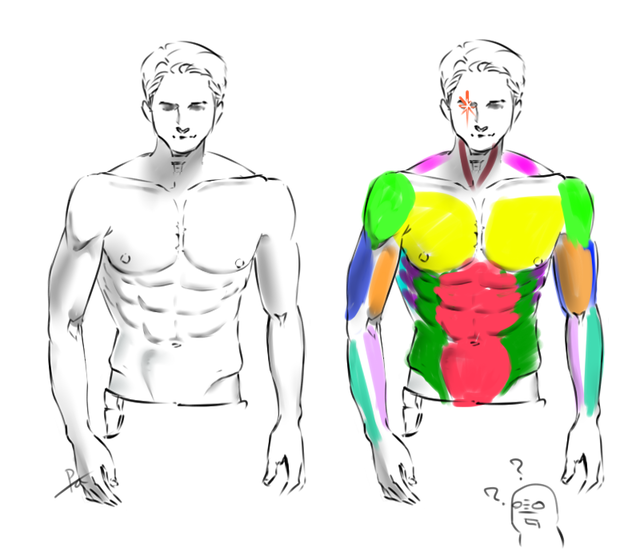 上半身の筋肉の描き方講座