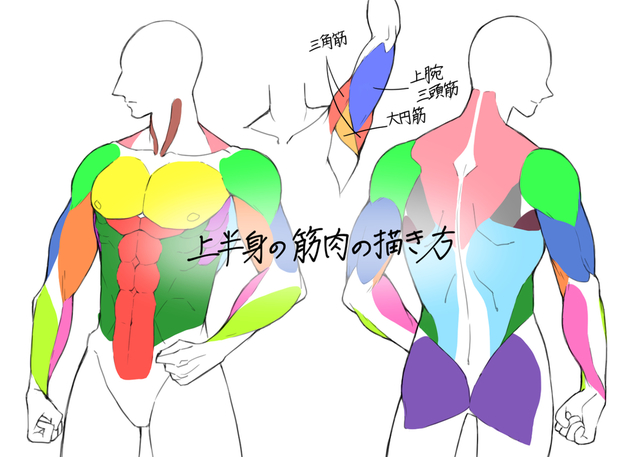 上半身の筋肉の描き方