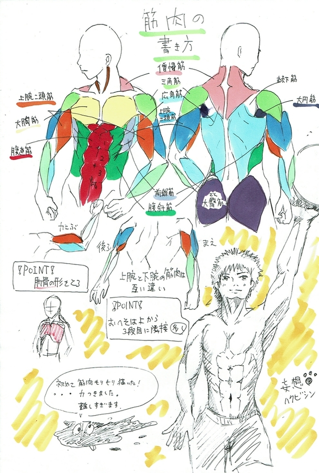 筋肉の書き方