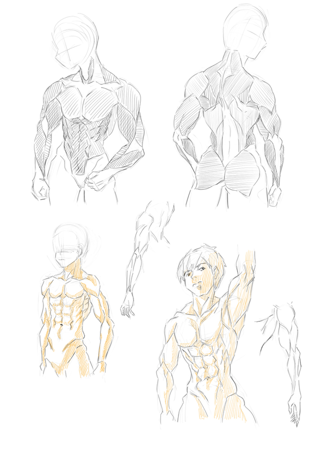 上半身の筋肉の描き方