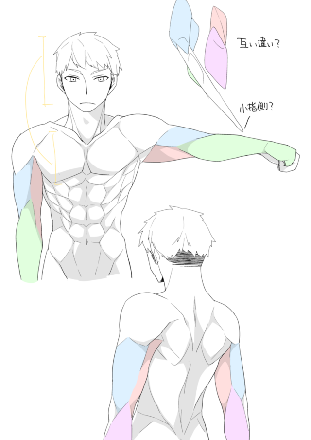 上半身の筋肉の描き方イラレポ
