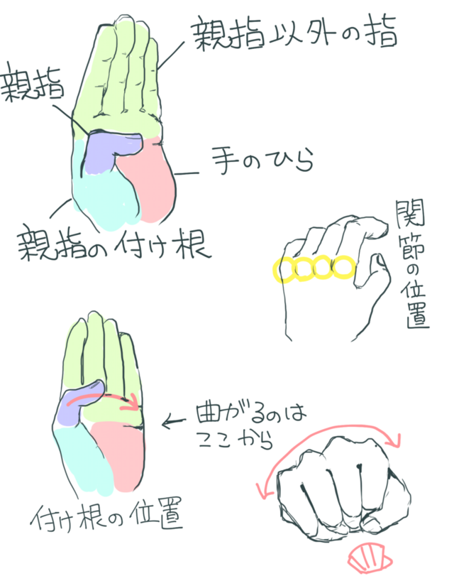 手、関節、付け根