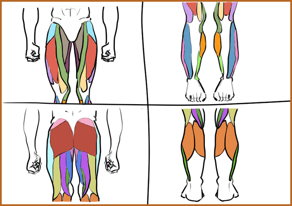 男性の下半身の筋肉の描き方講座
