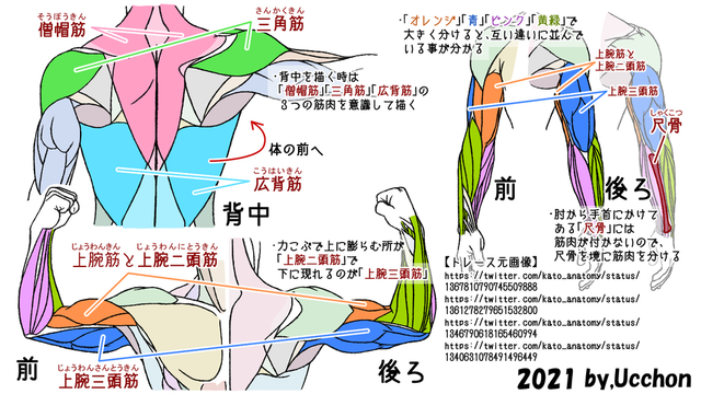 背中と腕の筋肉の説明