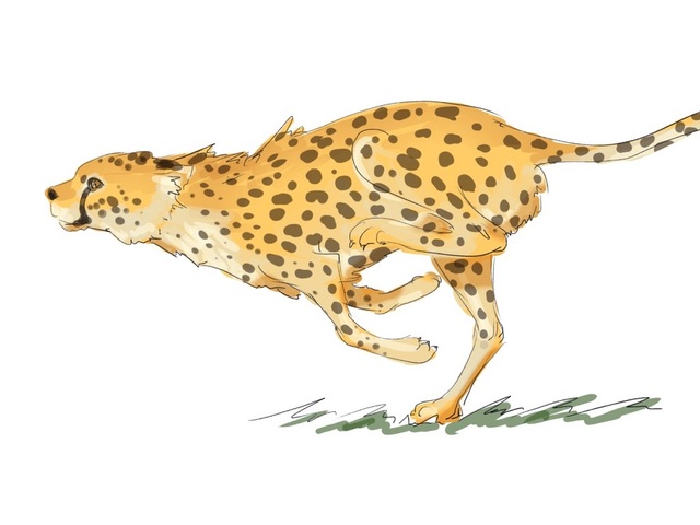 動物の描きわけ