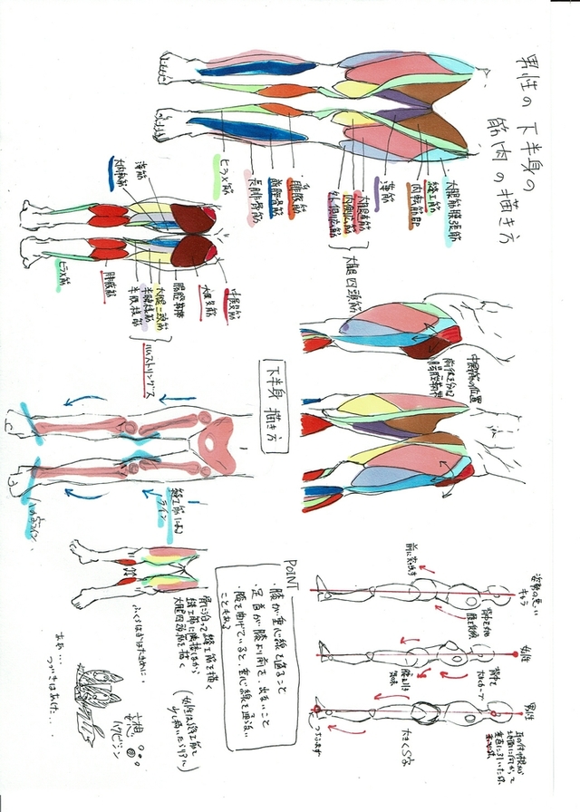 下半身の筋肉の描き方