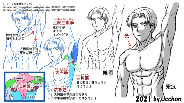 腕を上げた時の筋肉の描き方