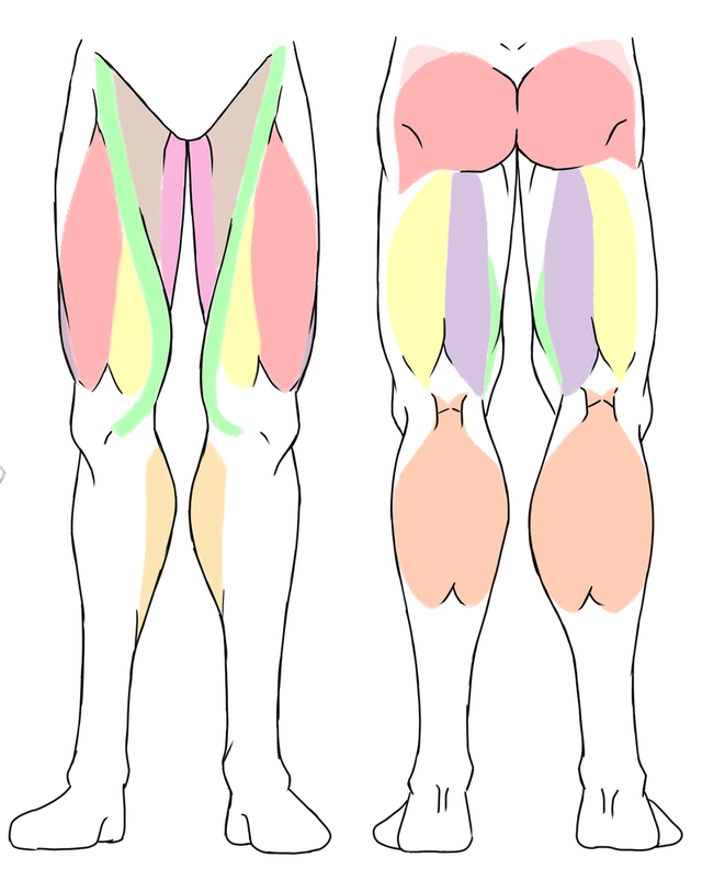 下半身の筋肉描き方講座イラレポ