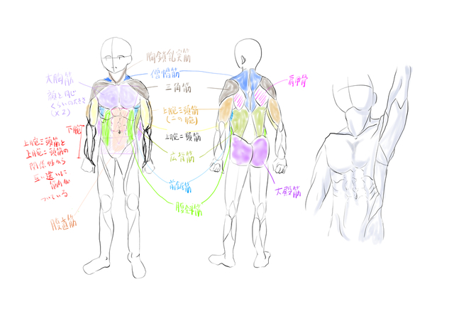 男性の筋肉の描き方練習